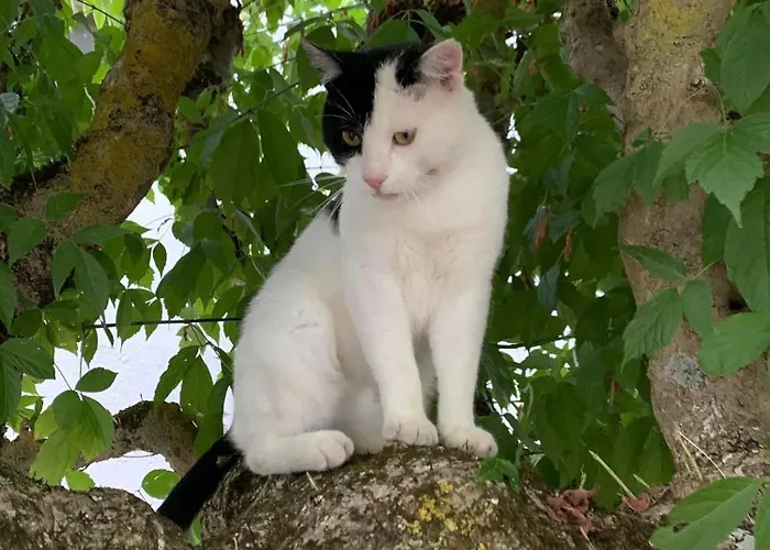 Alojamento de Acomodação e Pequeno-almoço Domaine Du Cheval D'argent 3*