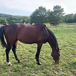 Domaine Du Cheval D'argent