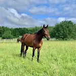Domaine Du Cheval D'argent Saiguede