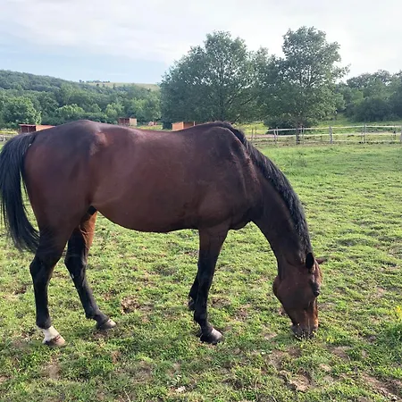 Domaine Du Cheval D'argent