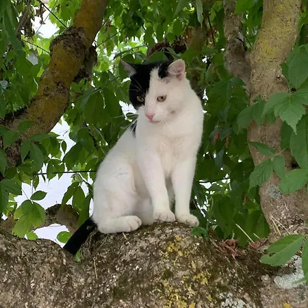 Panzió Domaine Du Cheval D'argent 3*