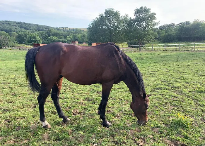 Domaine Du Cheval D'argent